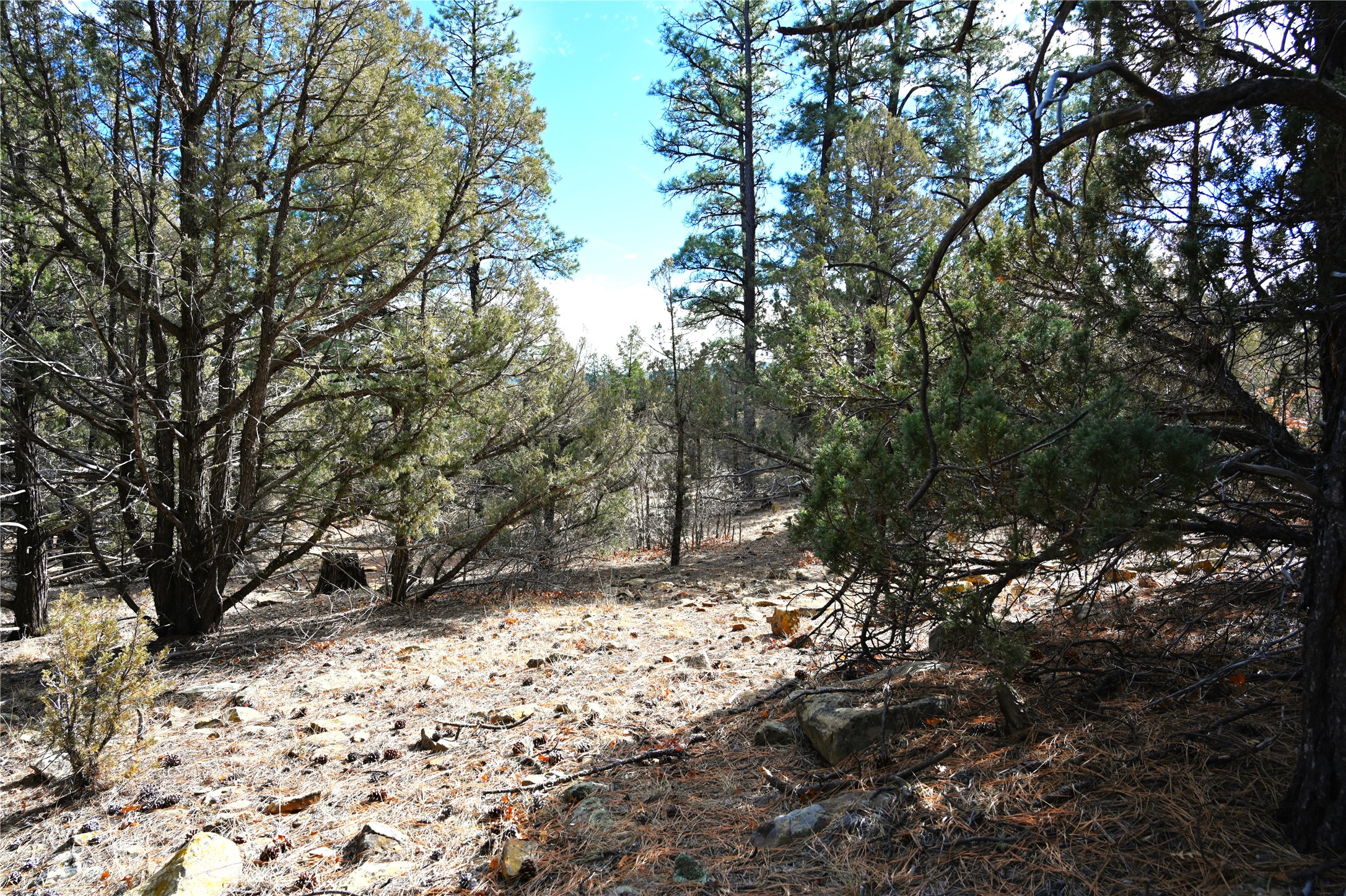 00 Bear Rd Cr 322 #UNIT D-1 LOT 12, Tierra Amarilla, New Mexico image 4