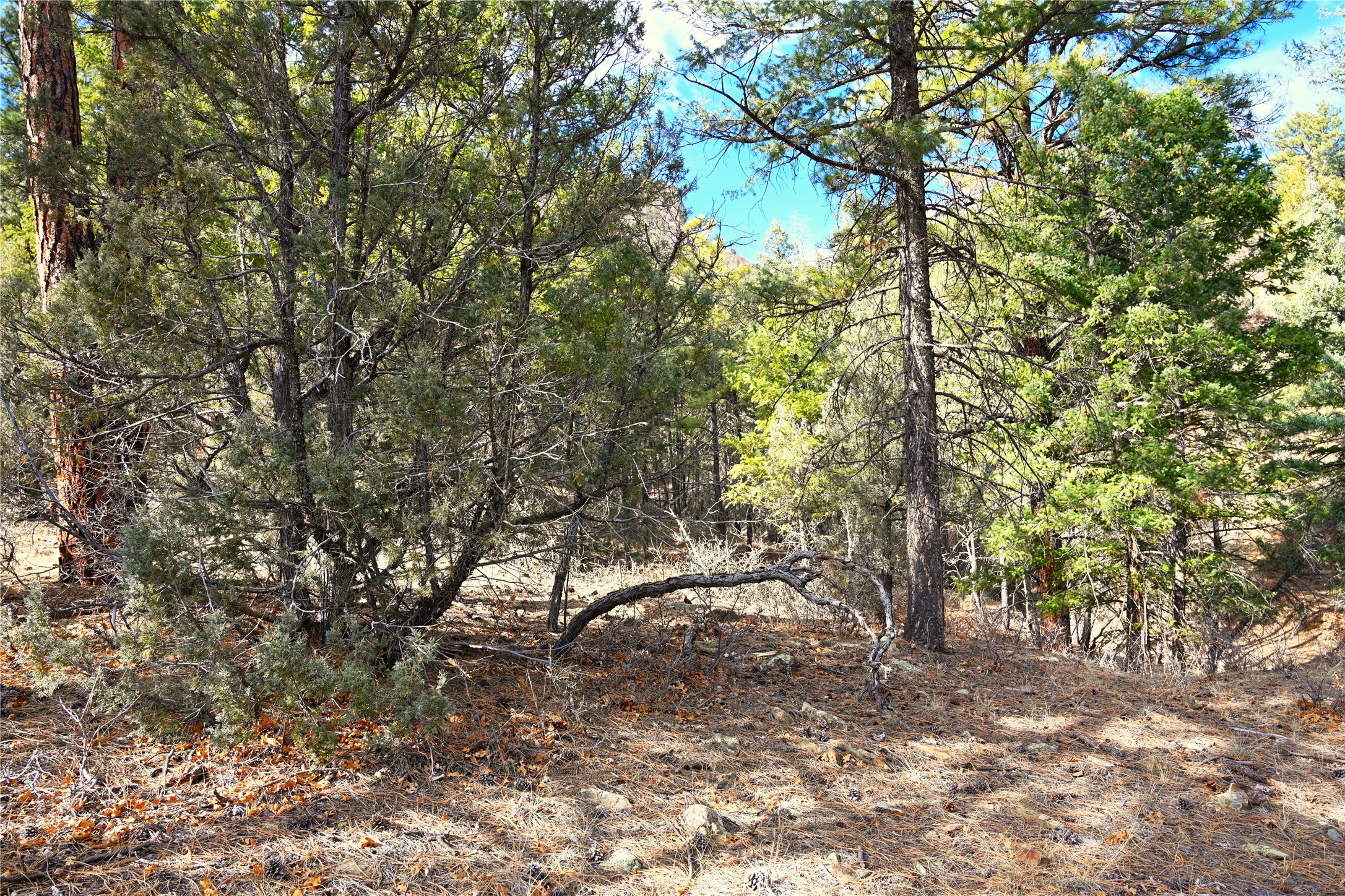 00 Bear Rd Cr 322 #UNIT D-1 LOT 12, Tierra Amarilla, New Mexico image 5