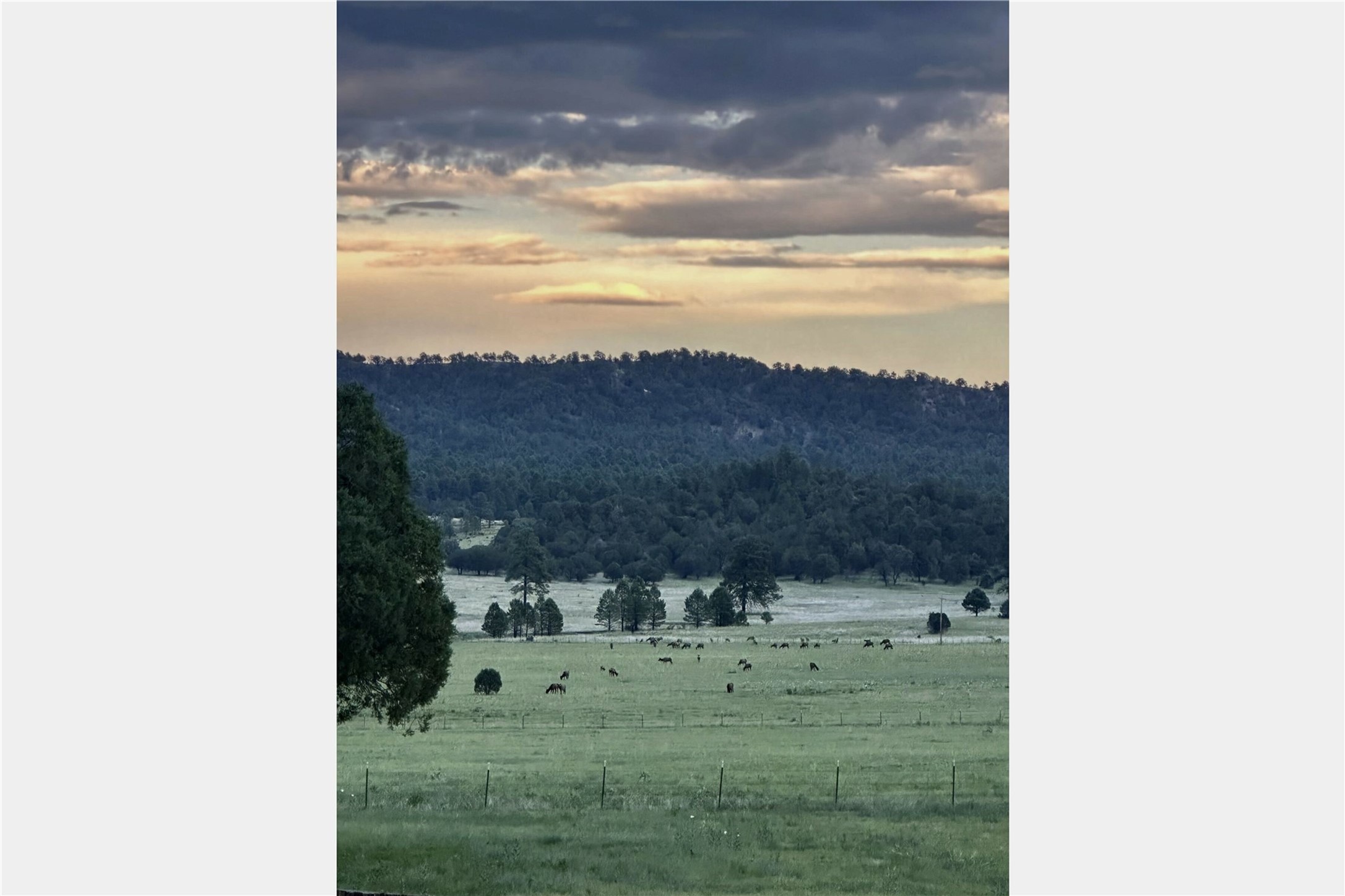 101 & 200 Meadow Lane- Sky Fire Ranch, Mimbres, New Mexico image 10