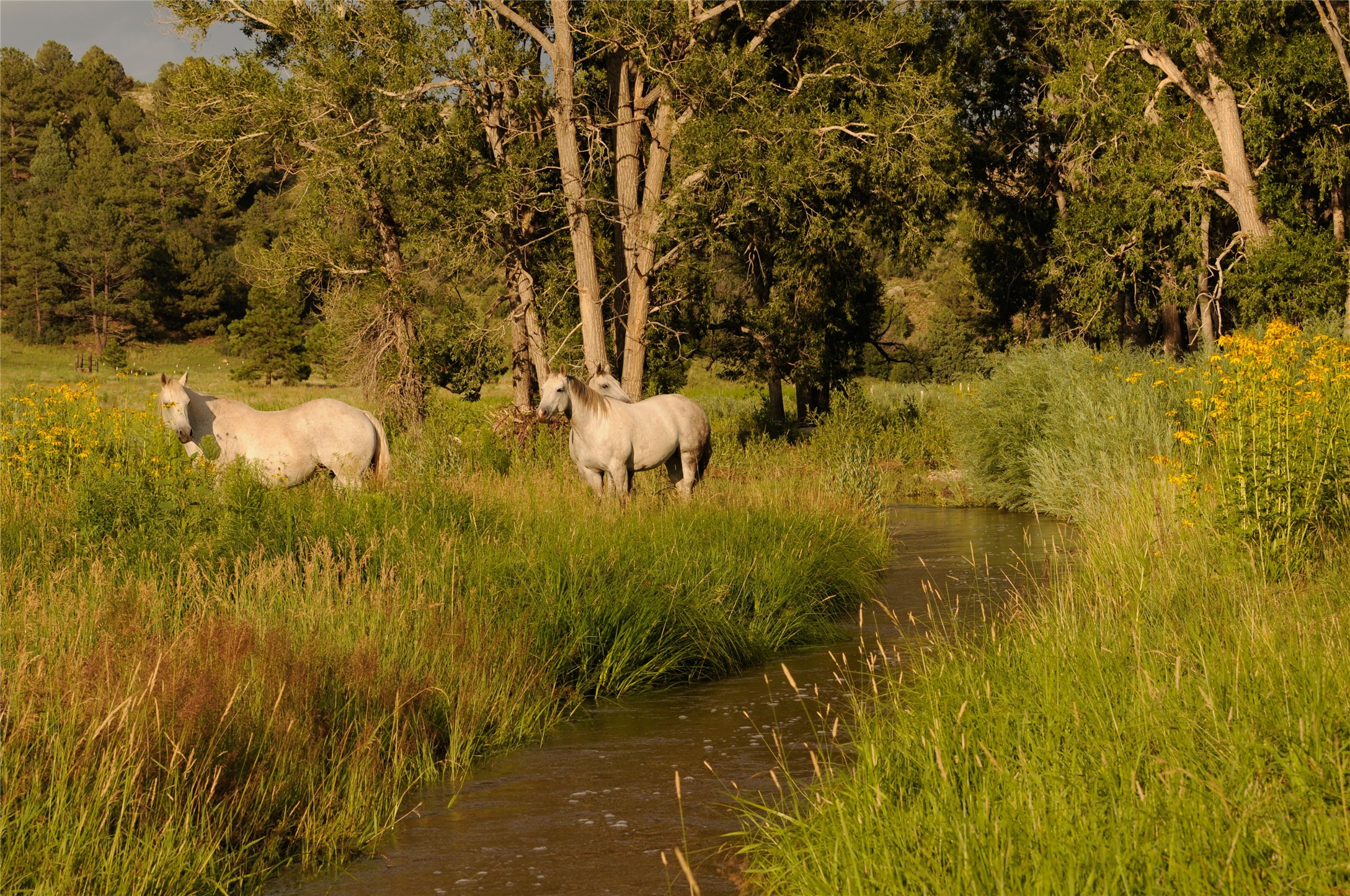 Sapello River Retreat, Sapello, New Mexico image 37