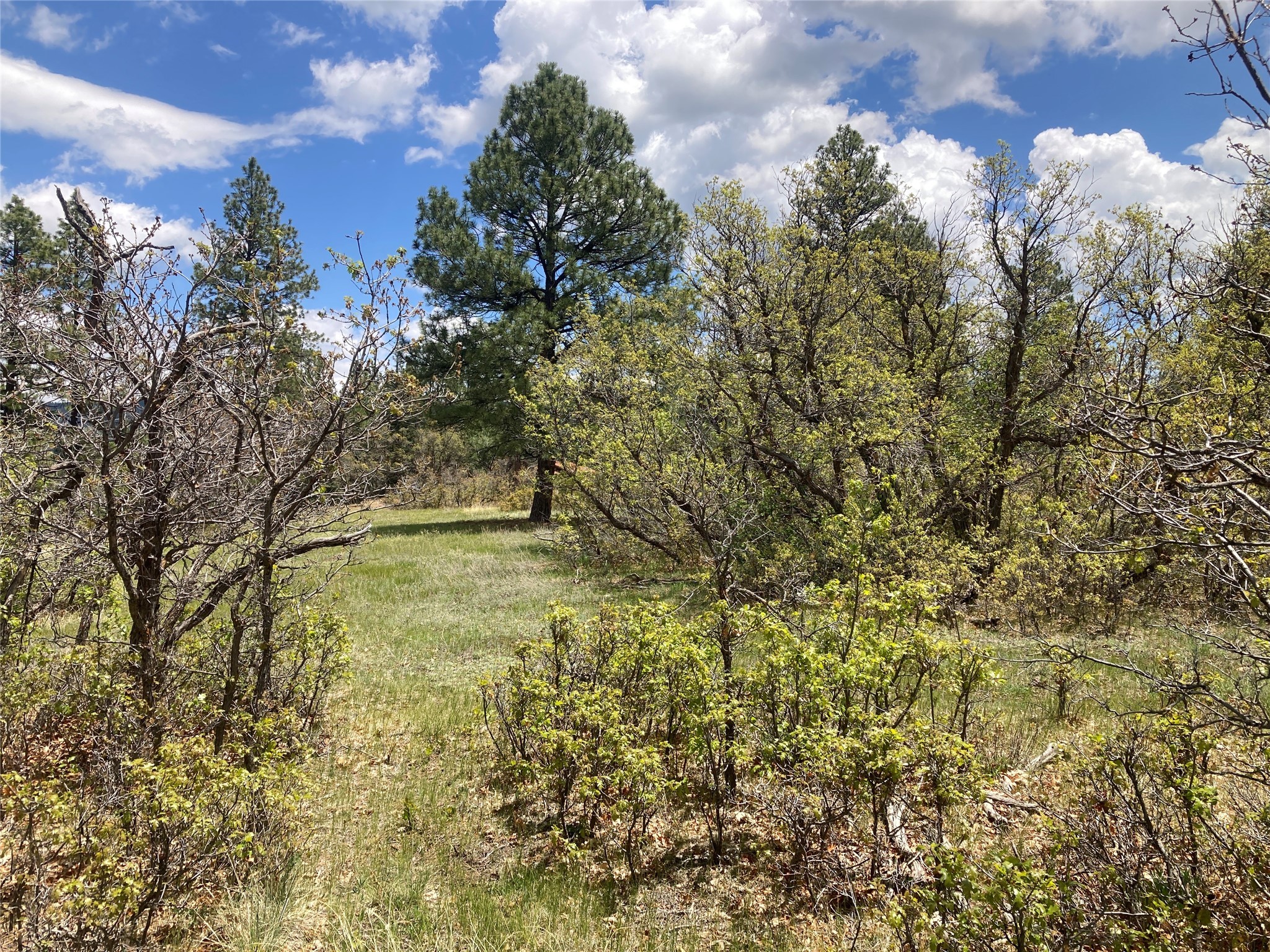 TBD Indian Paintbrush/creekside Tract, Chama, New Mexico image 7