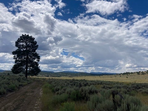 Vacant Land For Sale - 357<br/> Rio Arriba County, Lumberton, NM 87528