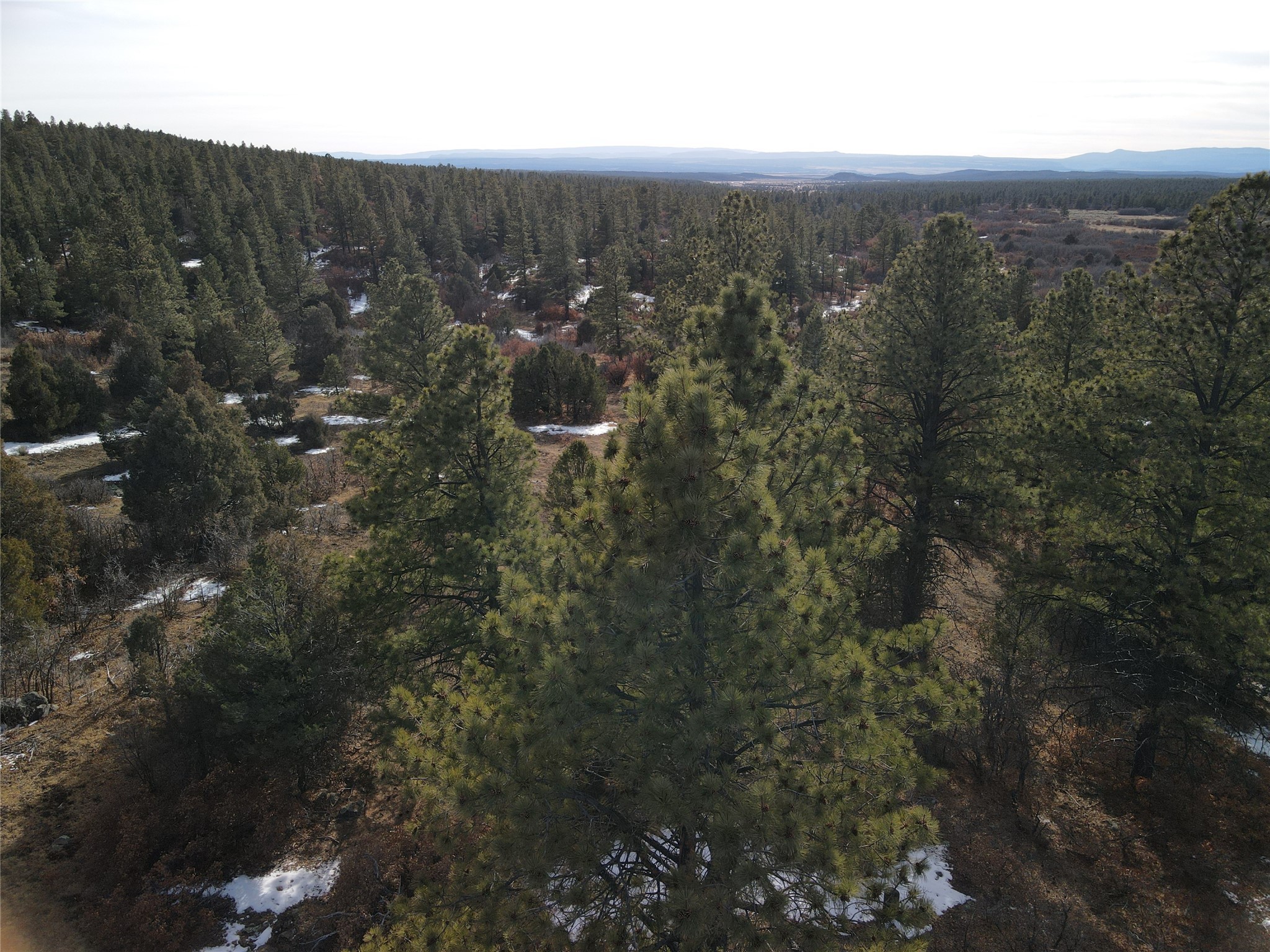 TBD Cr 310, Cebolla, New Mexico image 10