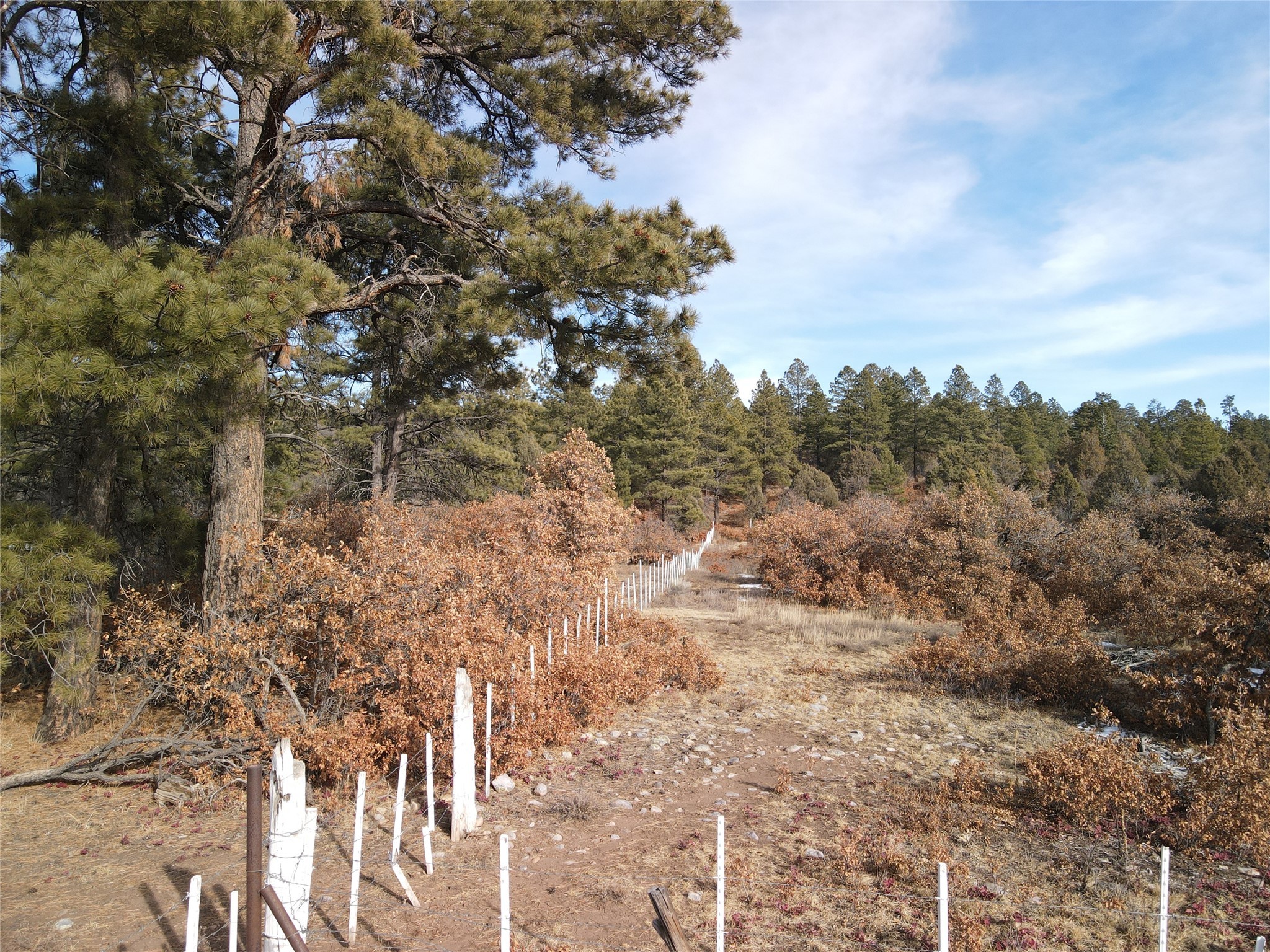 TBD Cr 310, Cebolla, New Mexico image 9