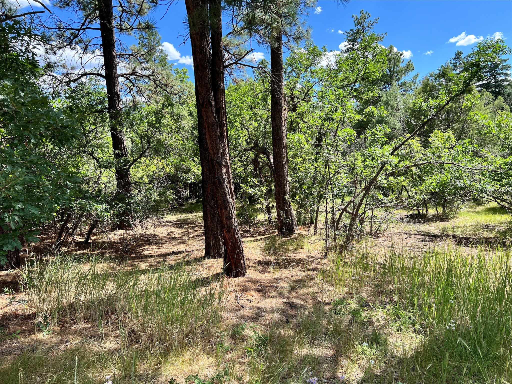 Blk 2, Lot 14, Brazos Estate, Chama, New Mexico image 1