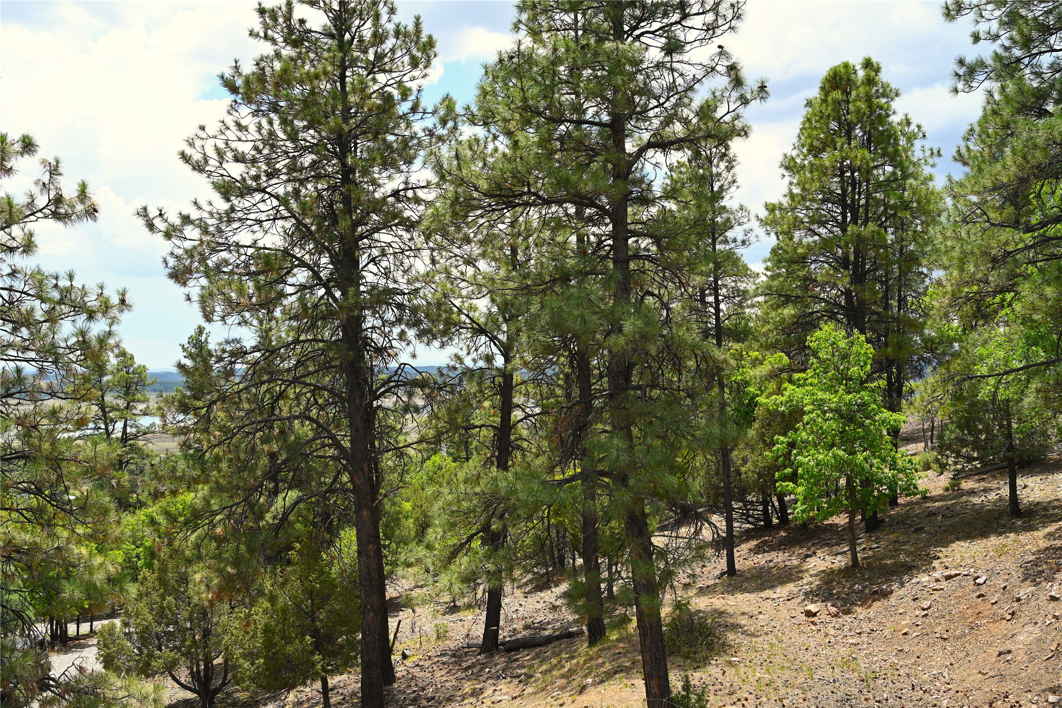72 Buena Vista Dr Dr, Los Ojos, New Mexico image 38