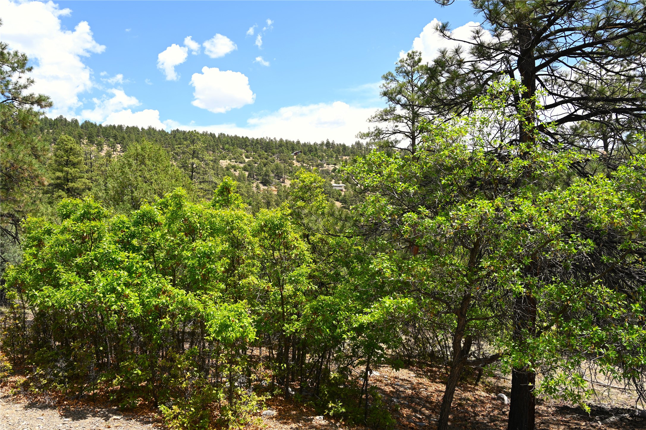 72 Buena Vista Dr Dr, Los Ojos, New Mexico image 12