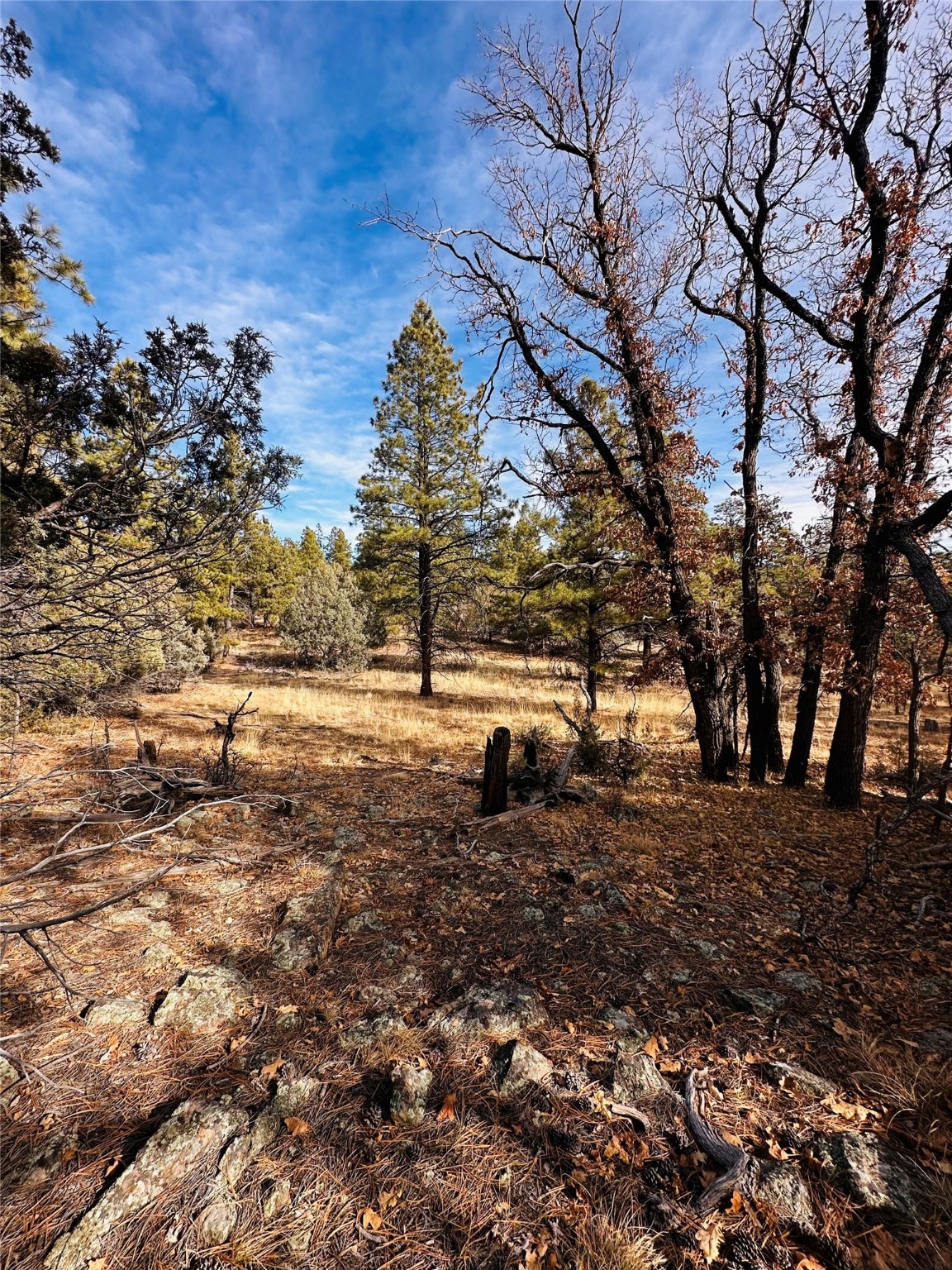 Land, Tierra Amarilla, New Mexico image 7