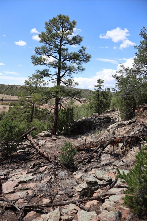Tiny photo for 82 Rancho Mesita, Santa Fe, NM 87508 (MLS # 202603844)