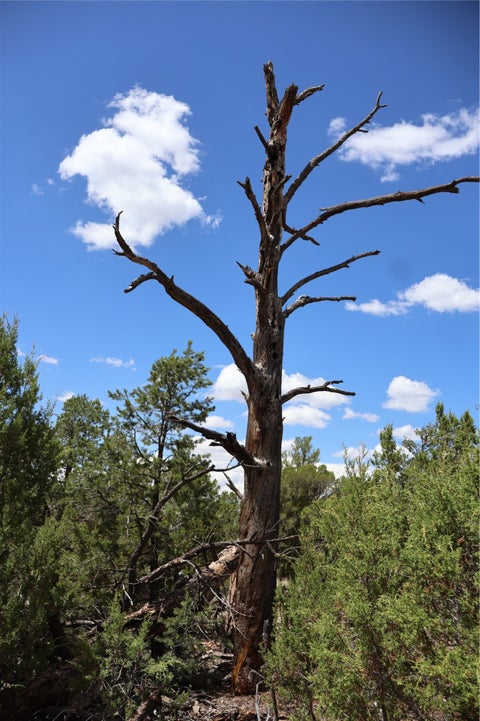 Tiny photo for 82 Rancho Mesita, Santa Fe, NM 87508 (MLS # 202603844)