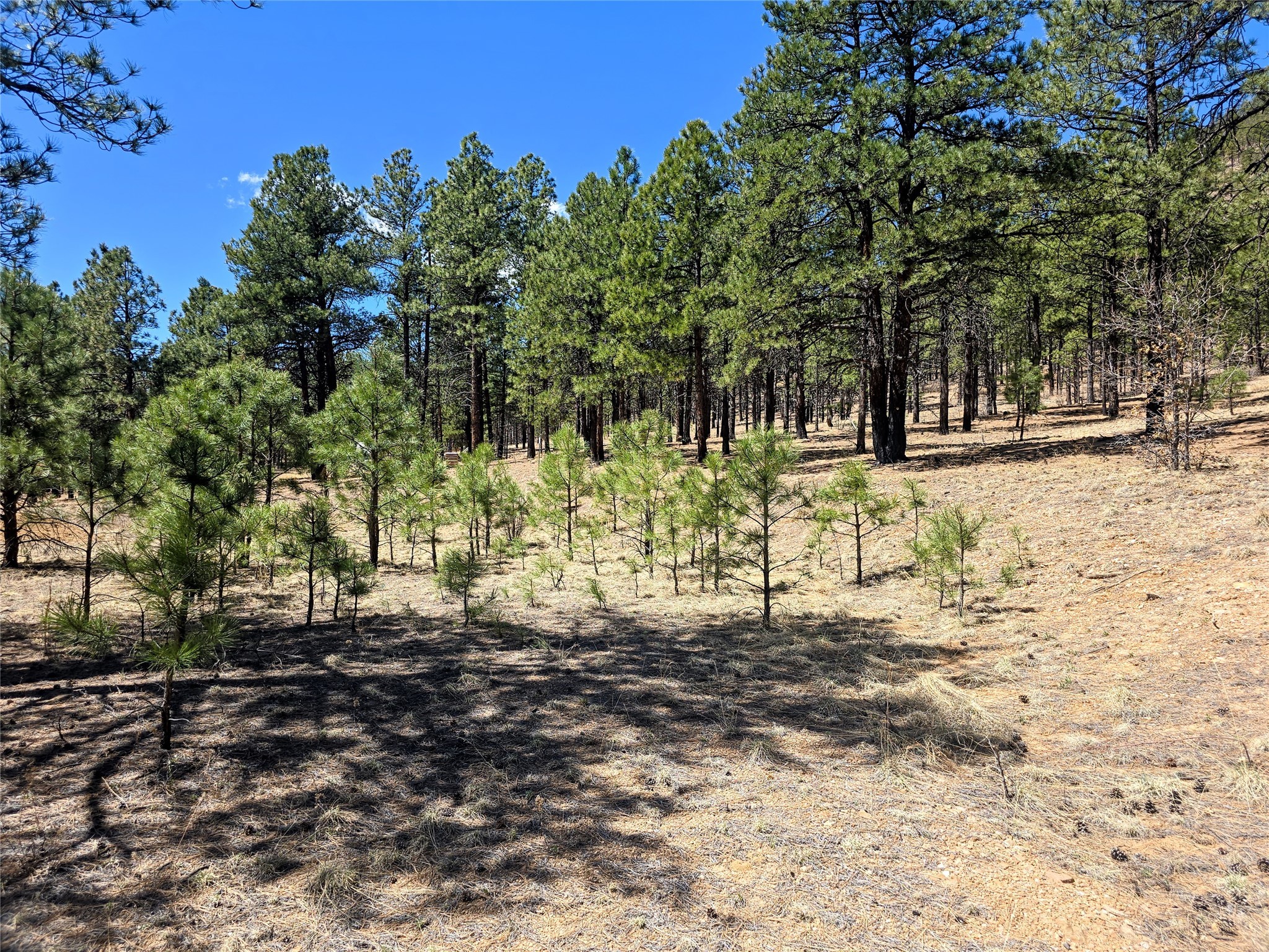 00 Nm 434, Mora, New Mexico image 12