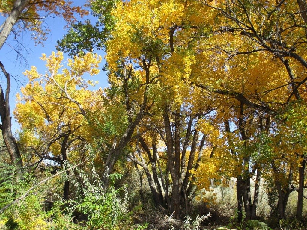 22 23 24 Private Drive 1617a, Abiquiu, New Mexico image 15