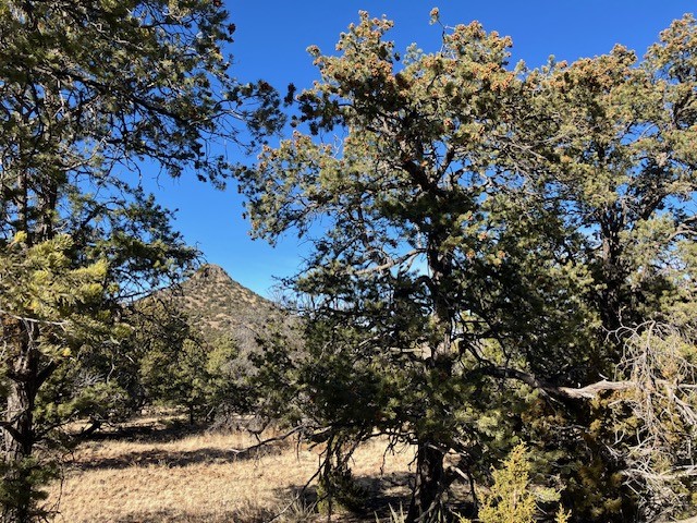 Lots 56 & 57 Mujeres Circle, Quemado, New Mexico image 12