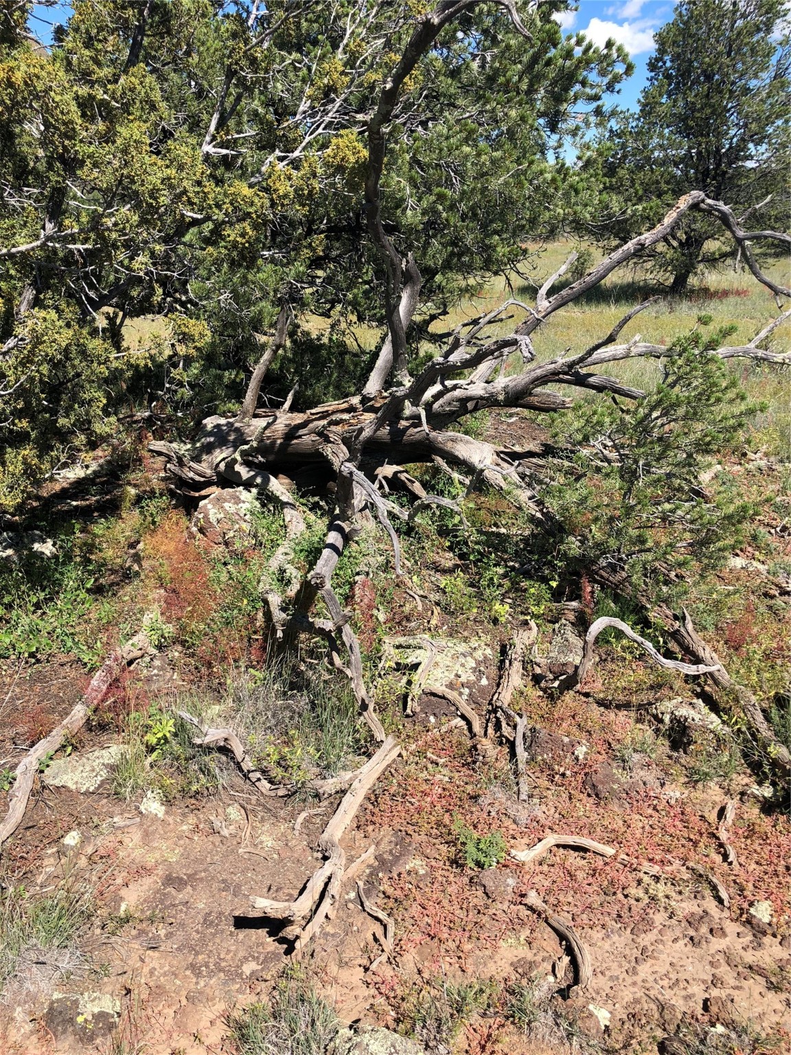 Lots 56 & 57 Mujeres Circle, Quemado, New Mexico image 7