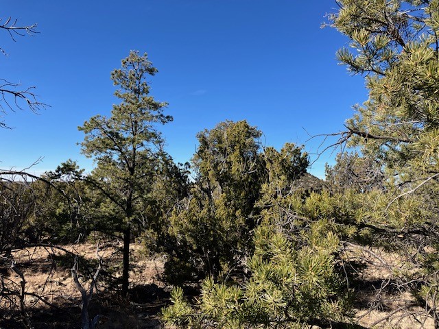 Lots 56 & 57 Mujeres Circle, Quemado, New Mexico image 10