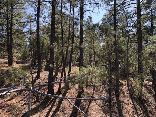 6 One Acre Lots Nm 76, Truchas, New Mexico image 16