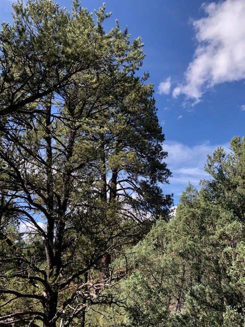 6 One Acre Lots Nm 76, Truchas, New Mexico image 18