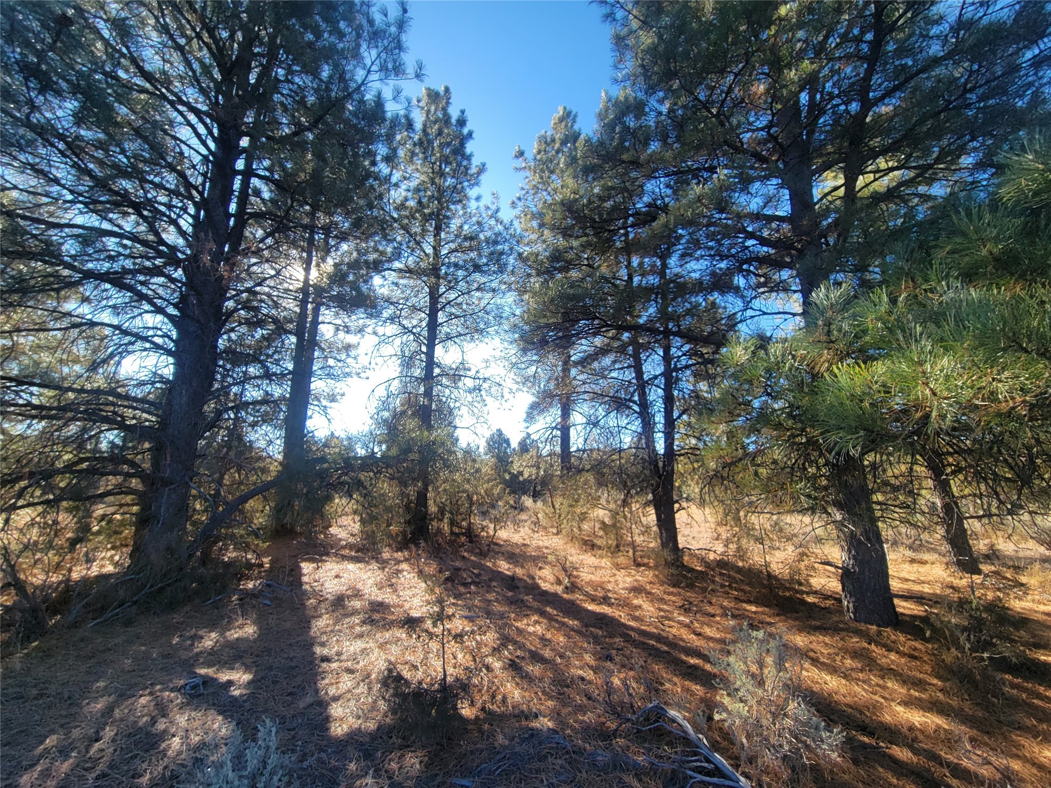 Hwy 64, Tierra Amarilla, New Mexico image 1