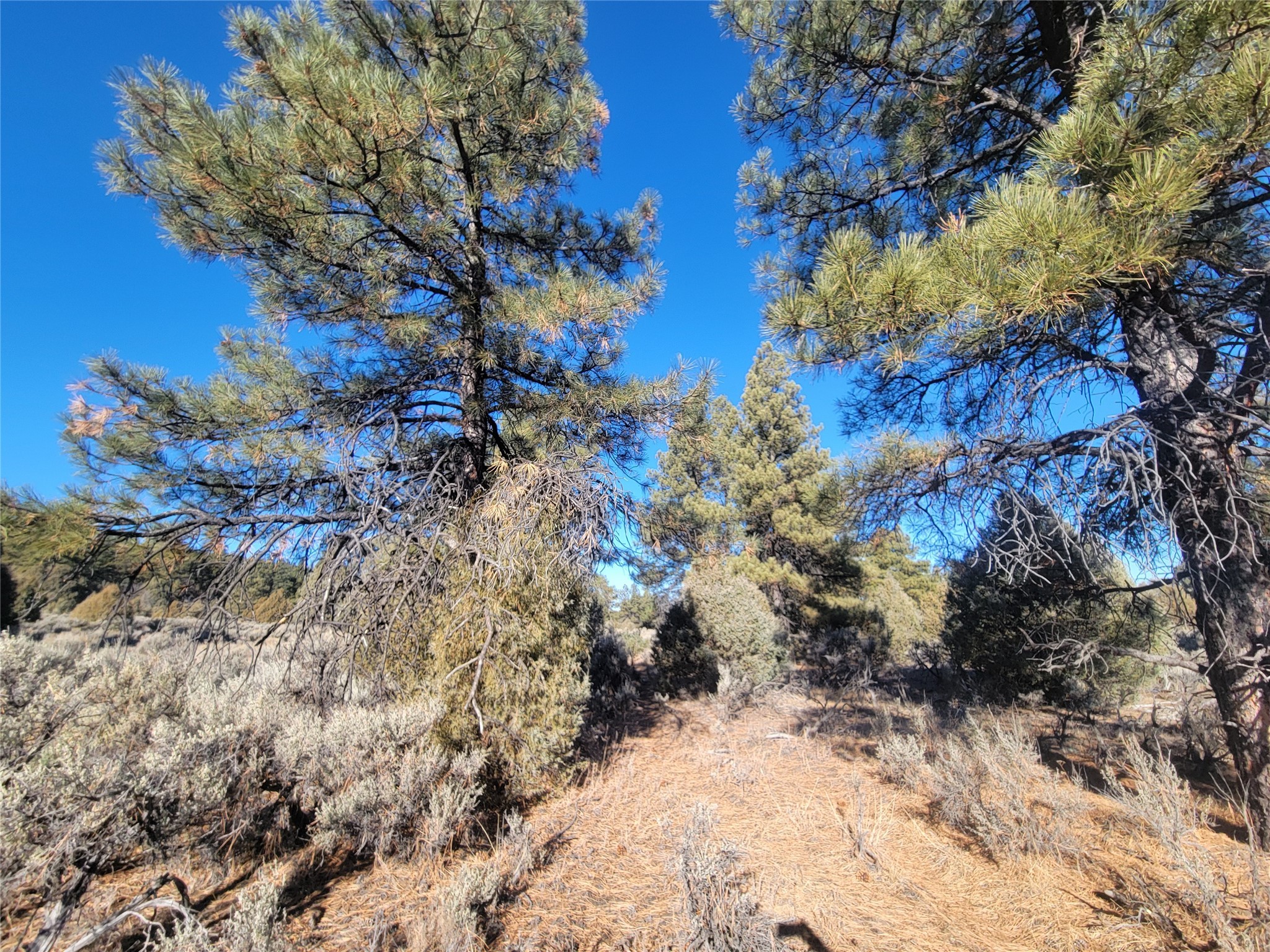 Hwy 64, Tierra Amarilla, New Mexico image 12