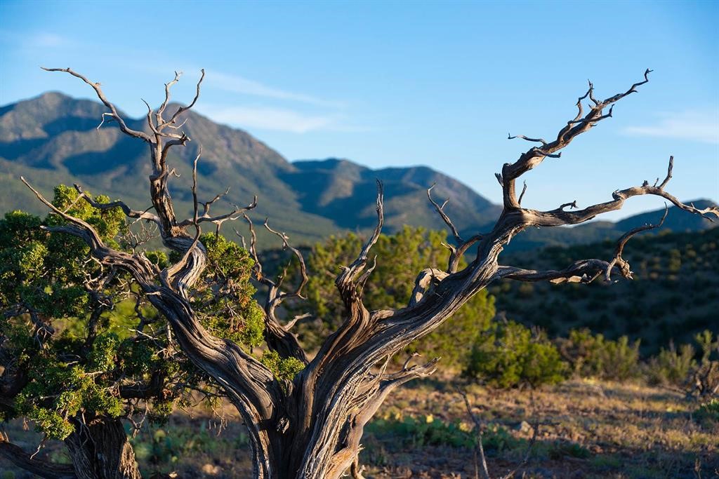 Grateful, Madrid, New Mexico image 18