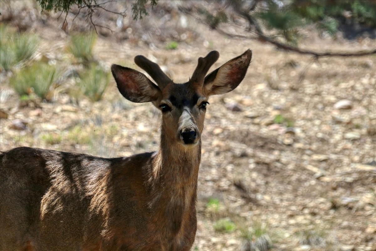 17 Bobcat Lane Ln, Los Ojos, New Mexico image 8