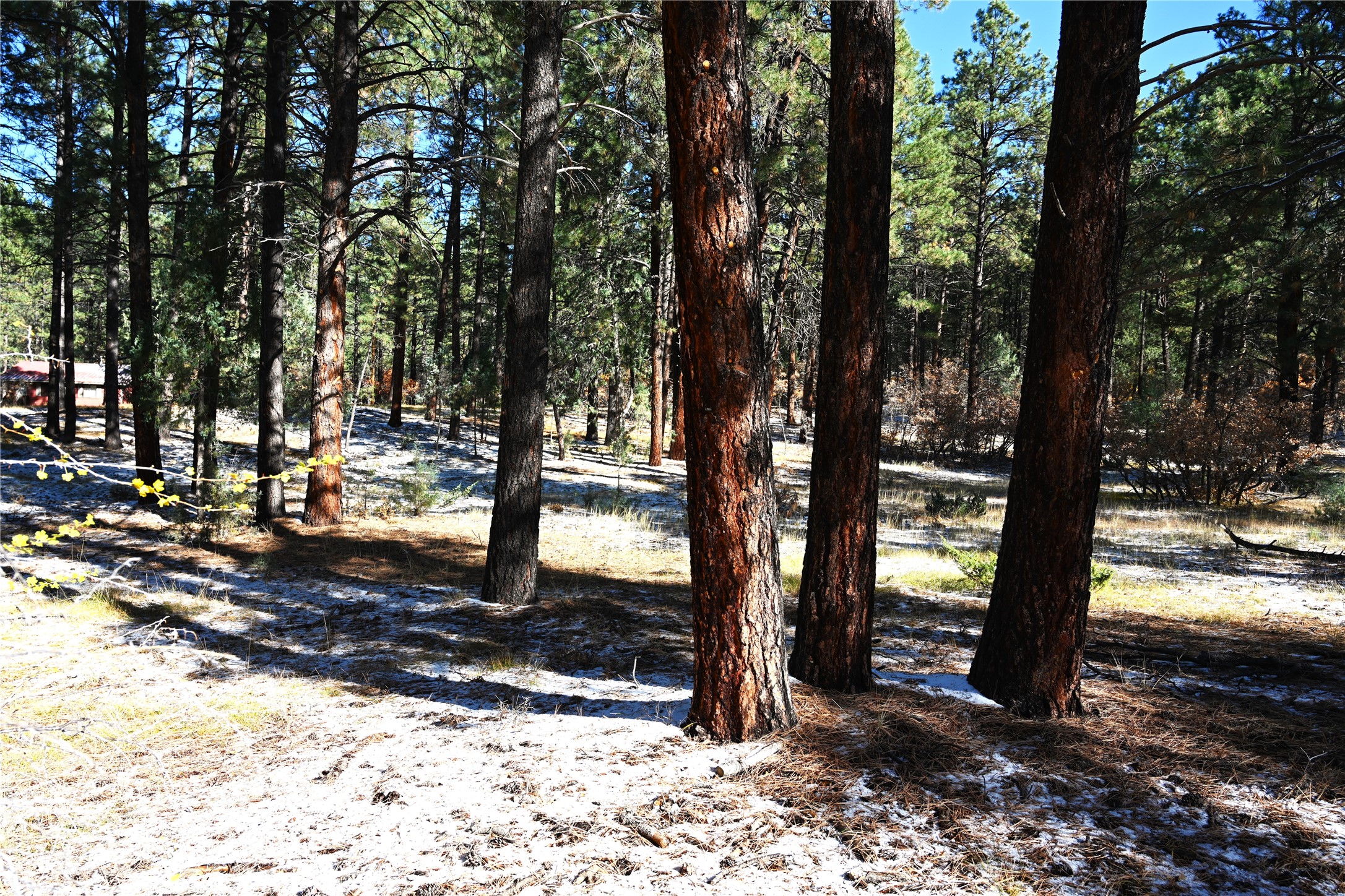 00 Venado Ln, Chama, New Mexico image 8