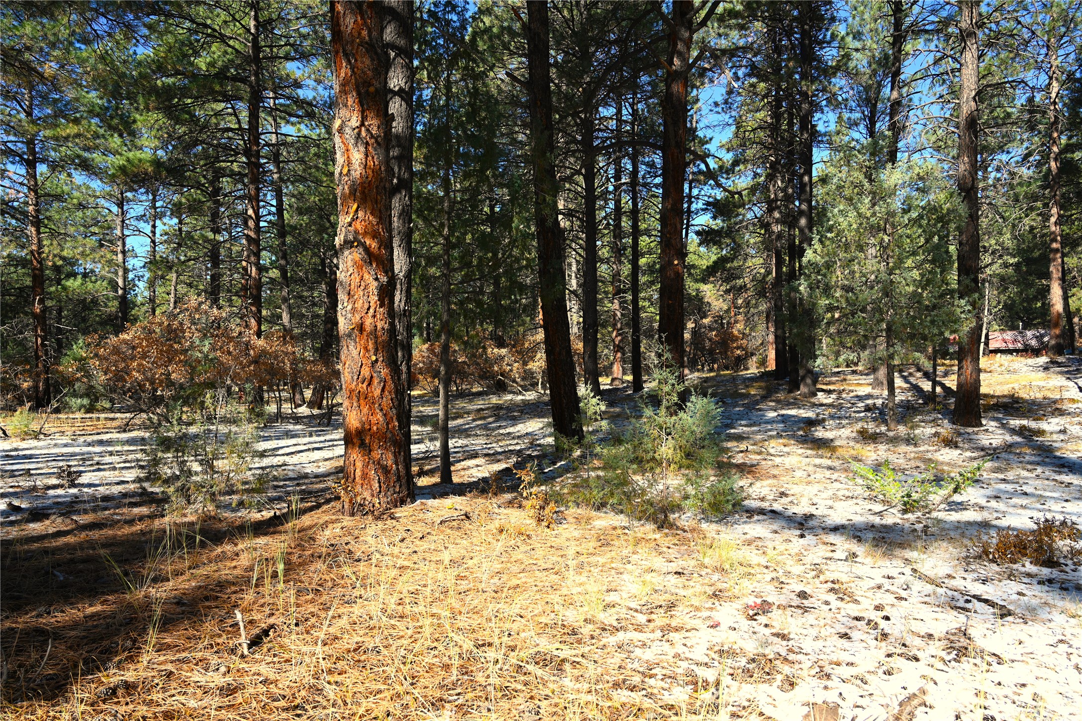 00 Venado Ln, Chama, New Mexico image 7