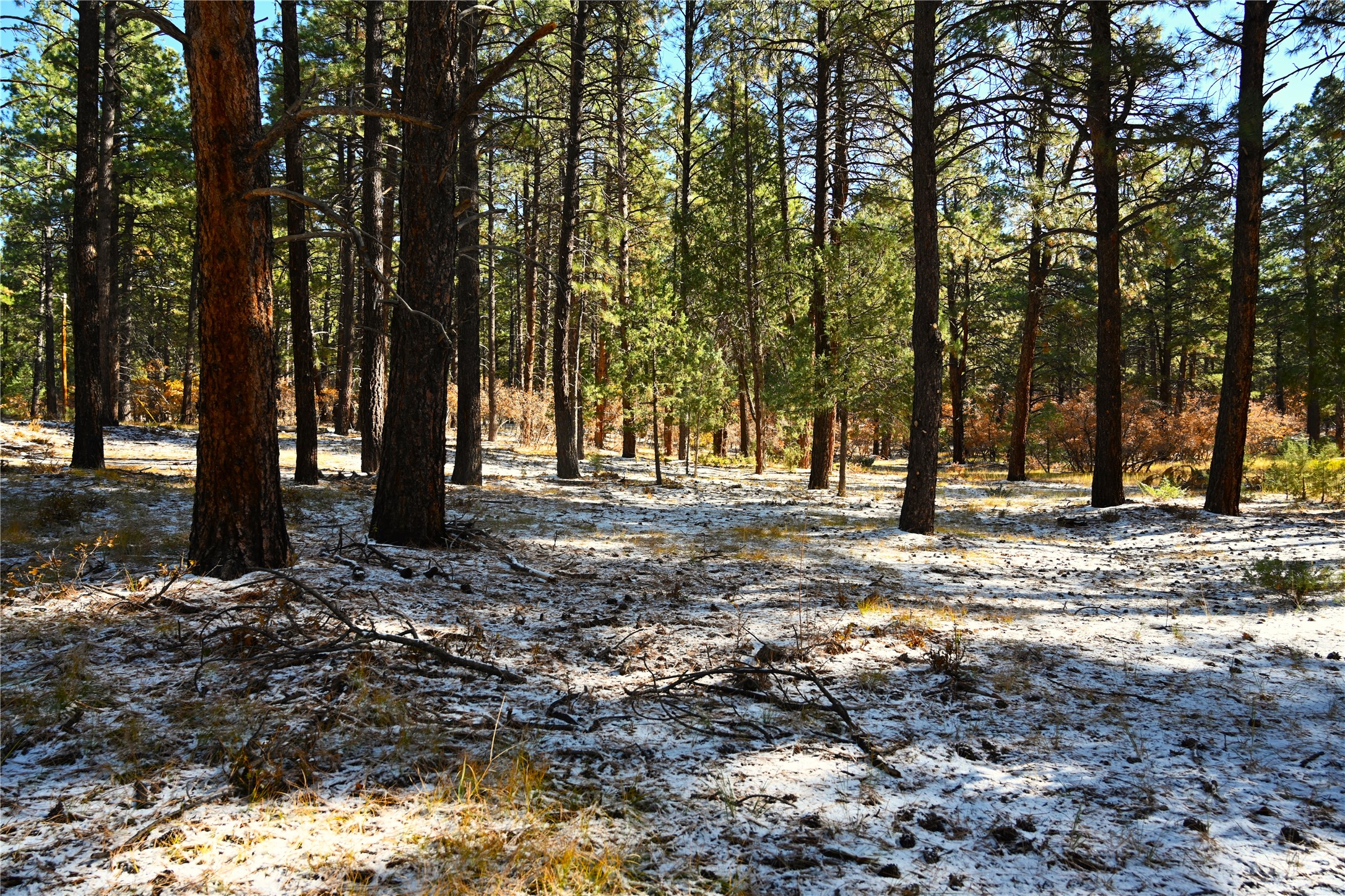 00 Venado Ln, Chama, New Mexico image 14