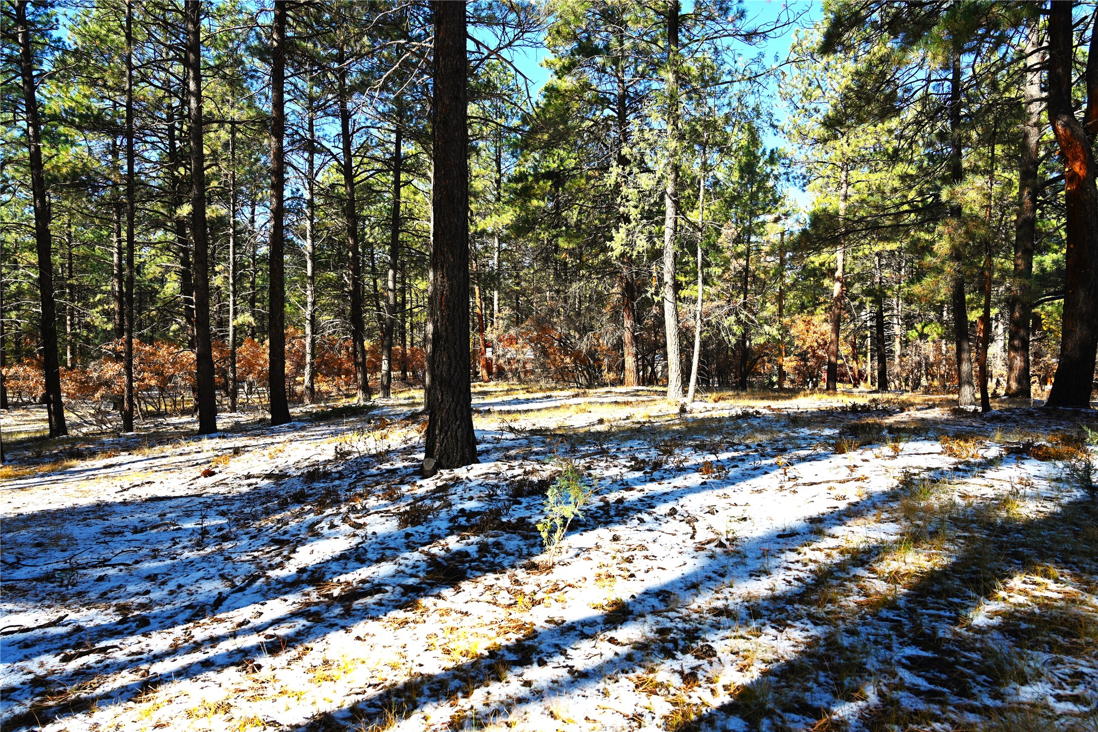 00 Venado Ln, Chama, New Mexico image 4