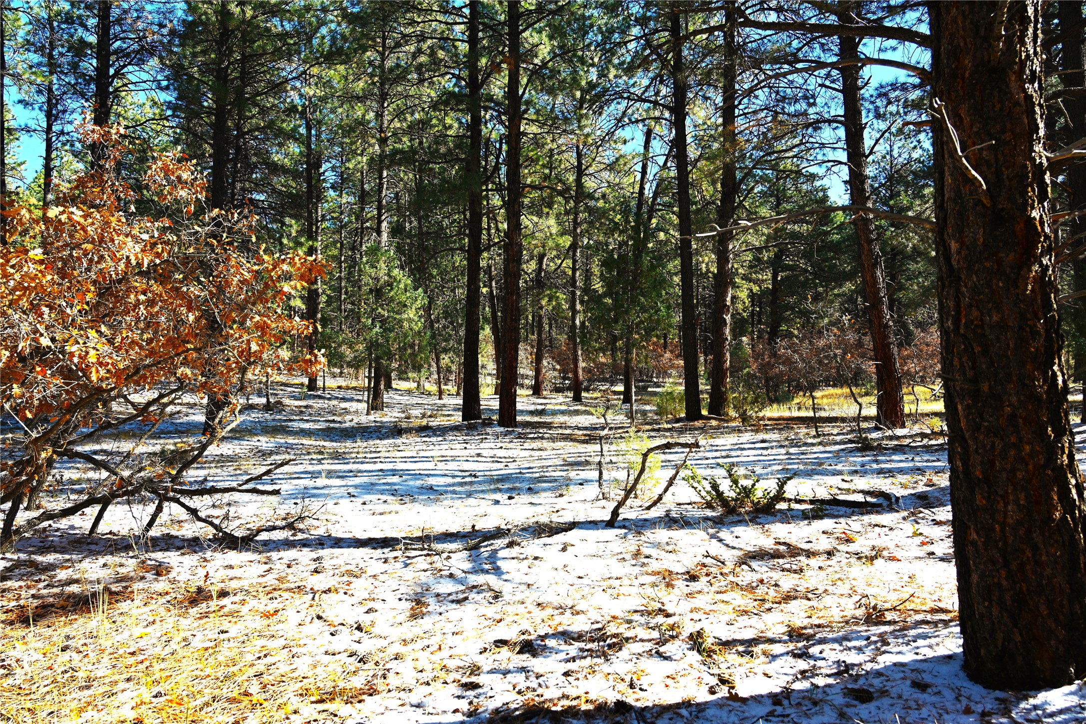 00 Venado Ln, Chama, New Mexico image 9