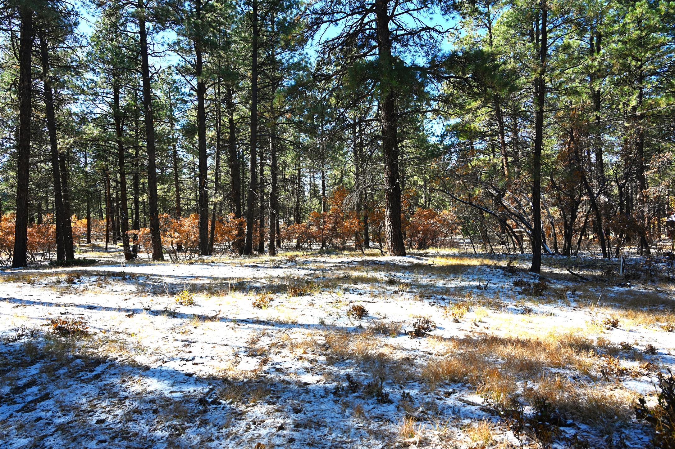 00 Venado Ln, Chama, New Mexico image 3