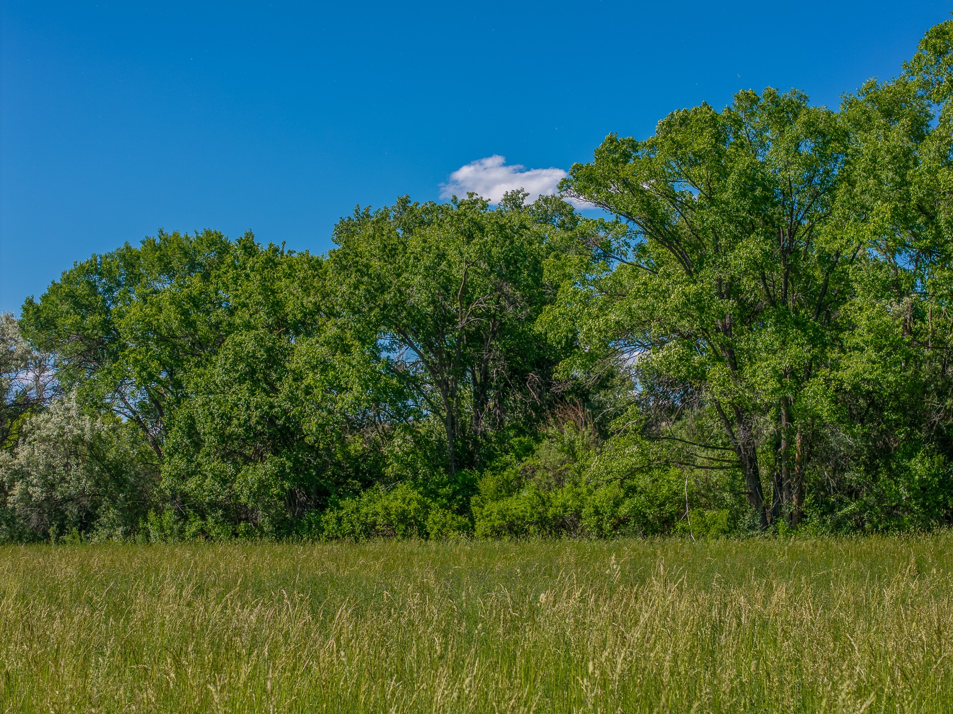 Medanales, New Mexico 87548, United States, 2 Bedrooms Bedrooms, ,1 BathroomBathrooms,Residential,Active,153026
