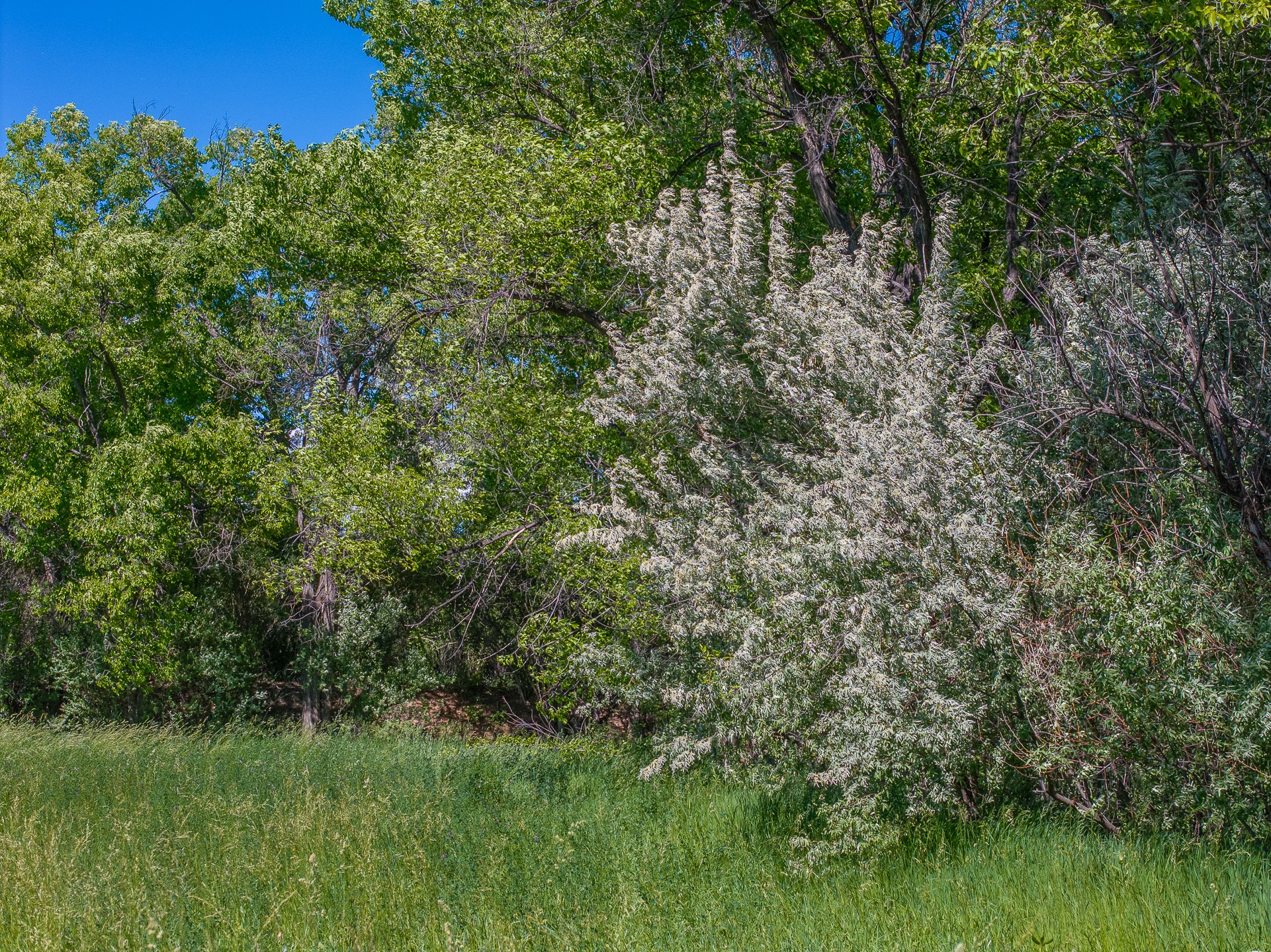 Medanales, New Mexico 87548, United States, 2 Bedrooms Bedrooms, ,1 BathroomBathrooms,Residential,Active,153026