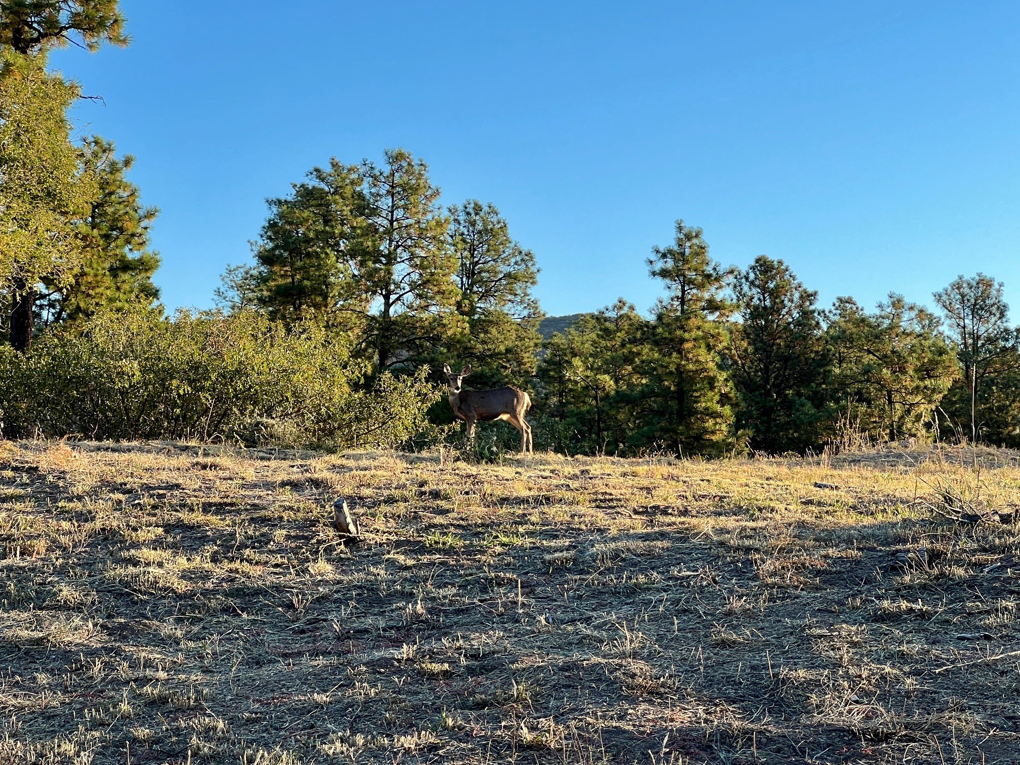 4226 Alabama Avenue #B, Los Alamos, New Mexico image 1
