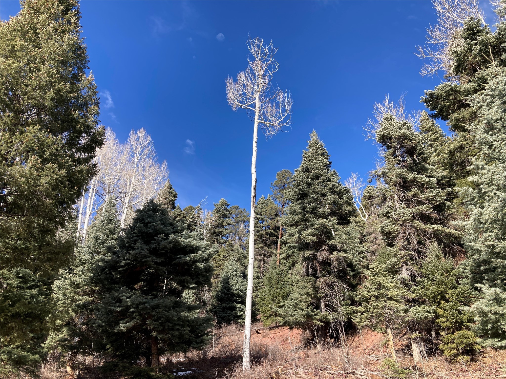 TBD West Tract 11, Chama, New Mexico image 9