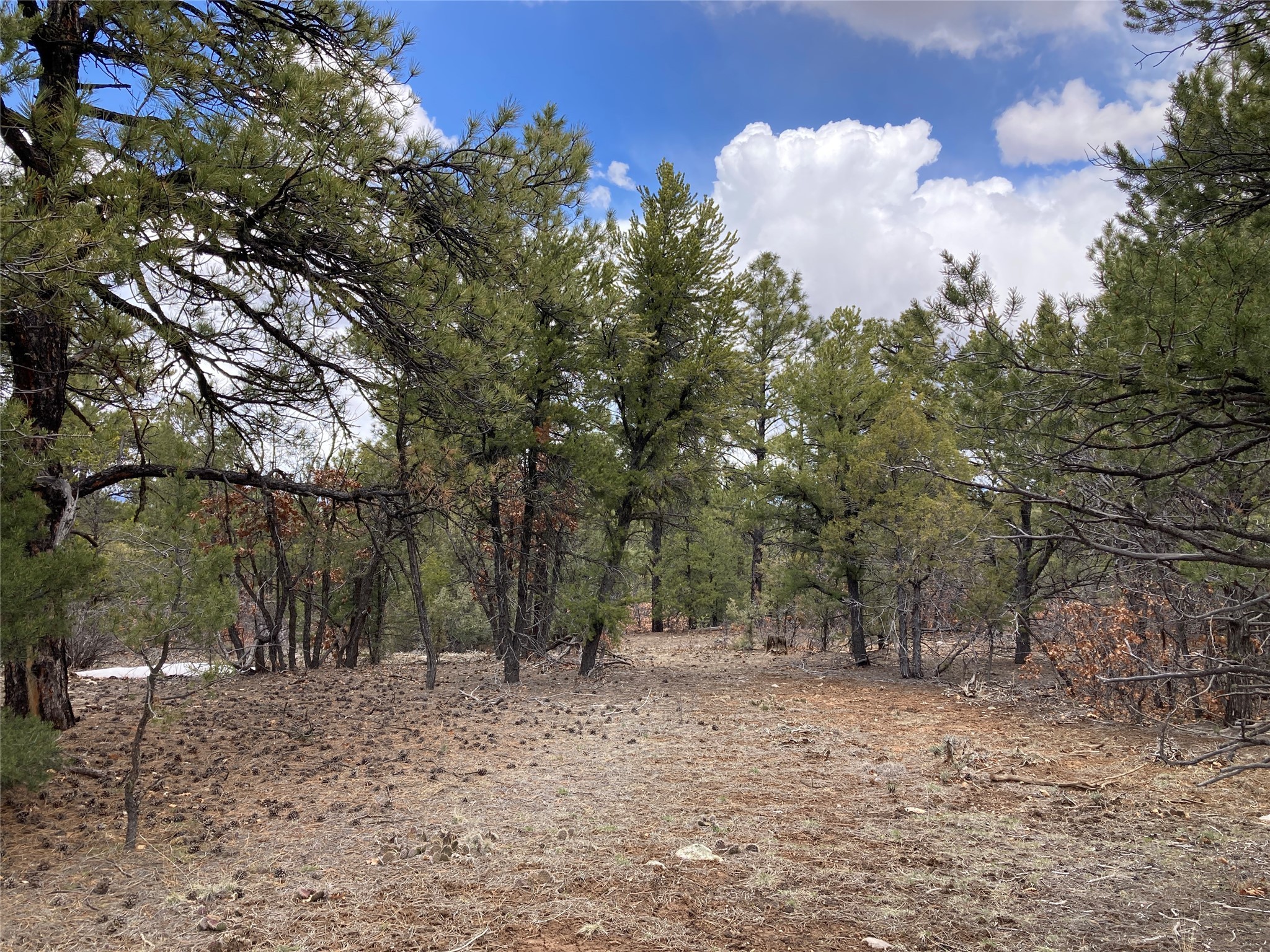 TBD Talavera Unit 1 Lot 14, Tierra Amarilla, New Mexico image 5