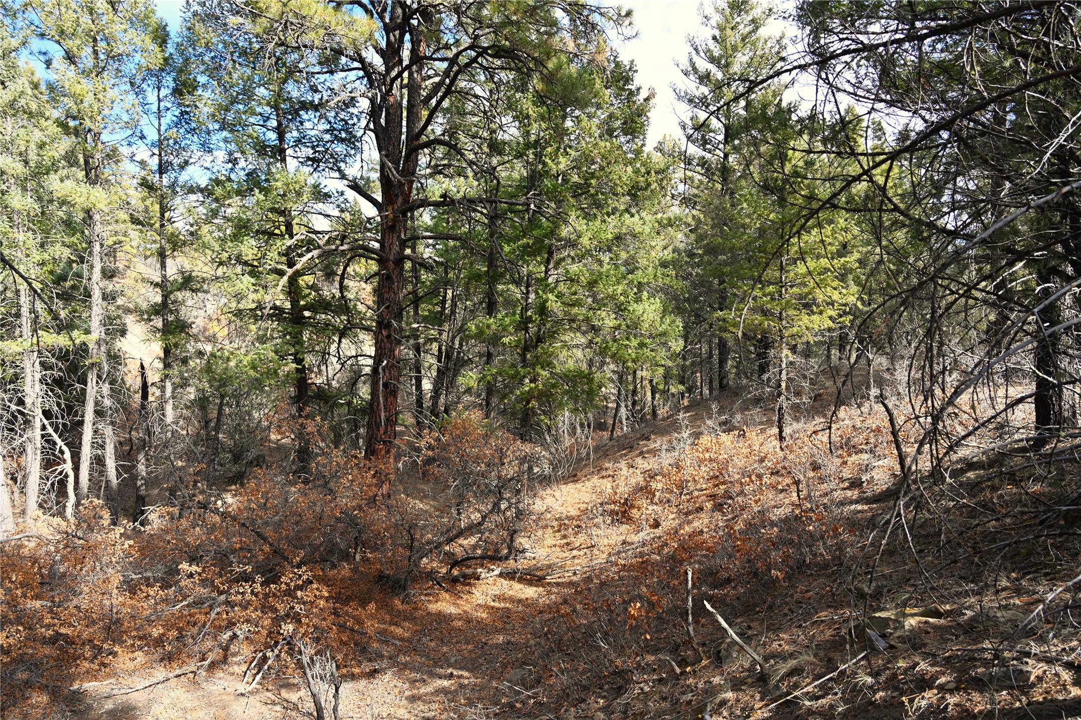 00 Bear Rd Cr 322 #UNIT D-1 LOT 11, Tierra Amarilla, New Mexico image 1