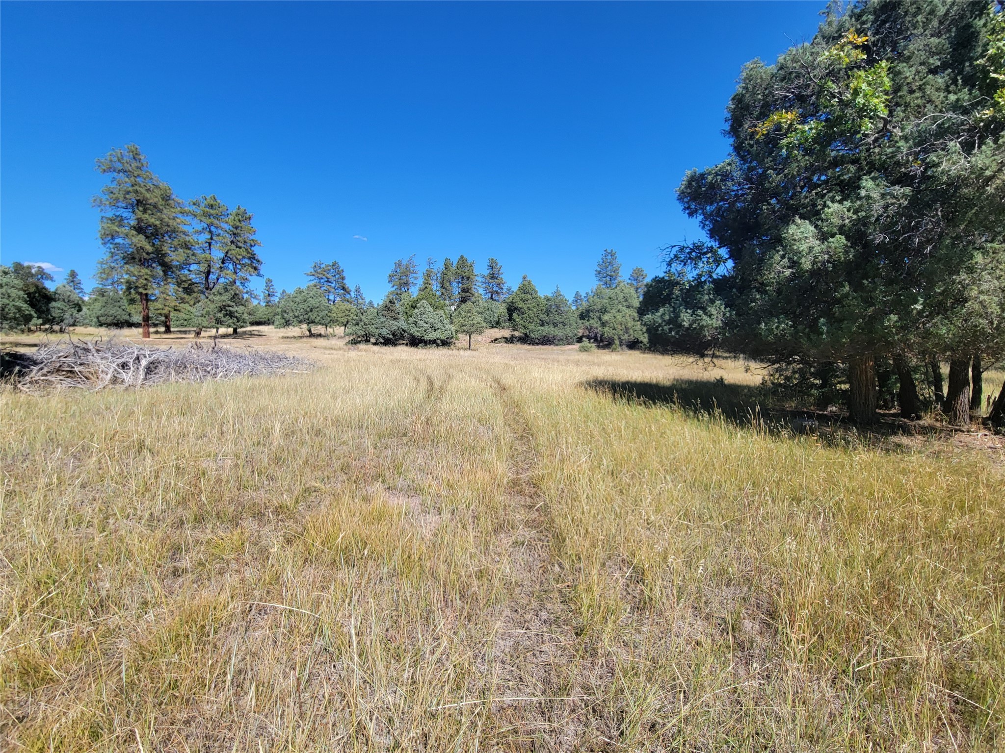 Lot 64 Rim #1, Los Ojos, New Mexico image 9