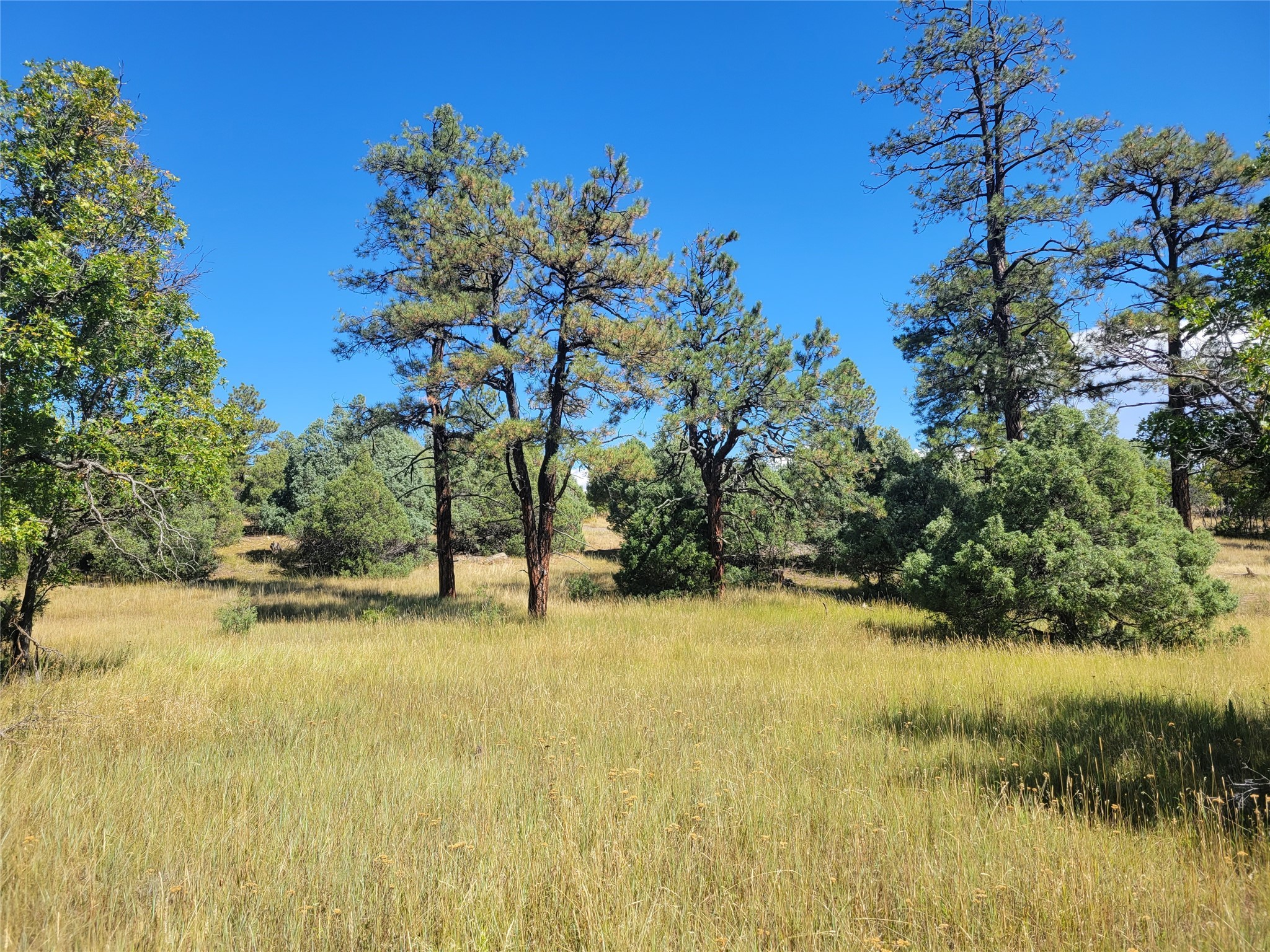 Lot 64 Rim #1, Los Ojos, New Mexico image 7