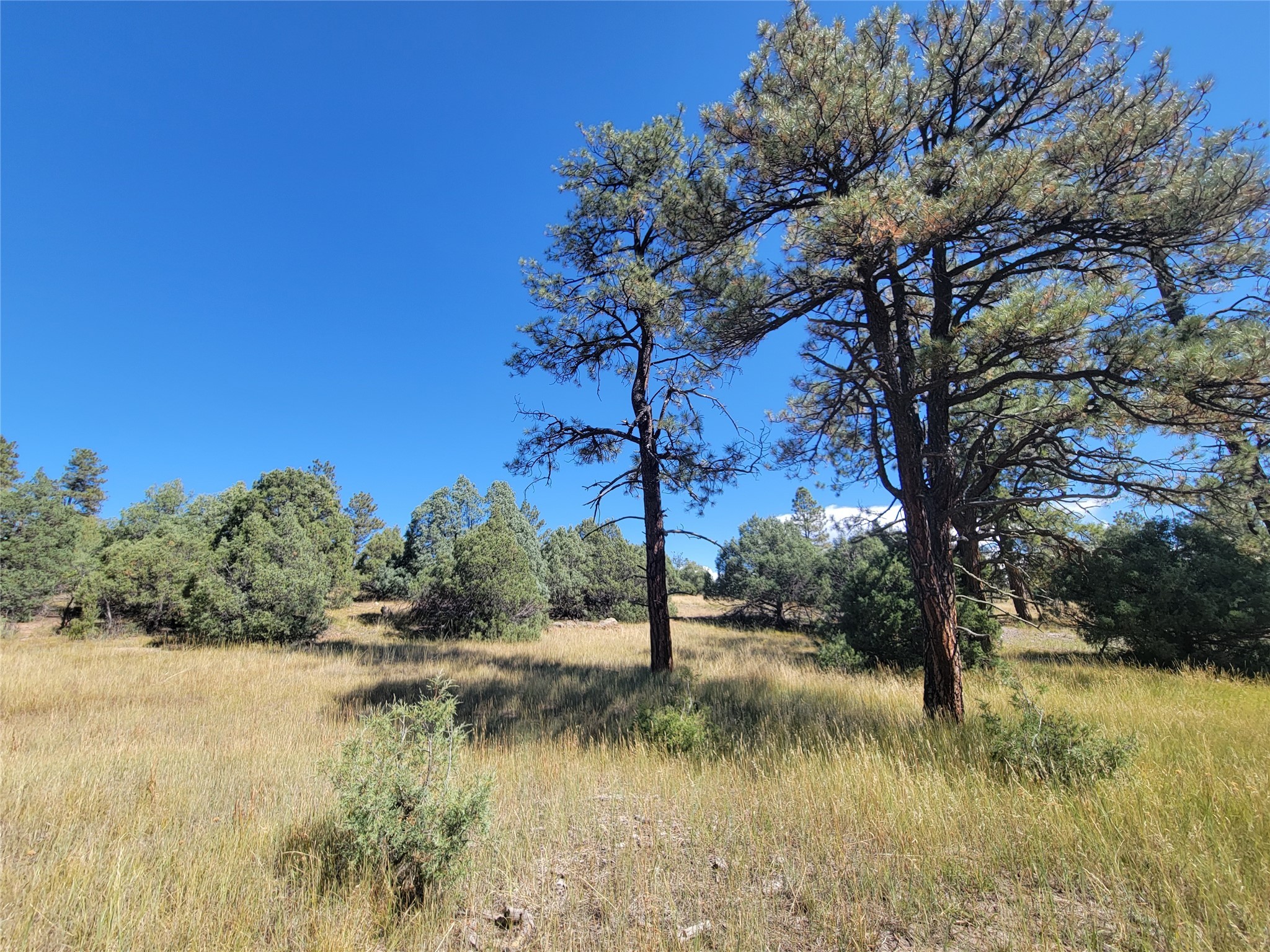 Lot 64 Rim #1, Los Ojos, New Mexico image 16