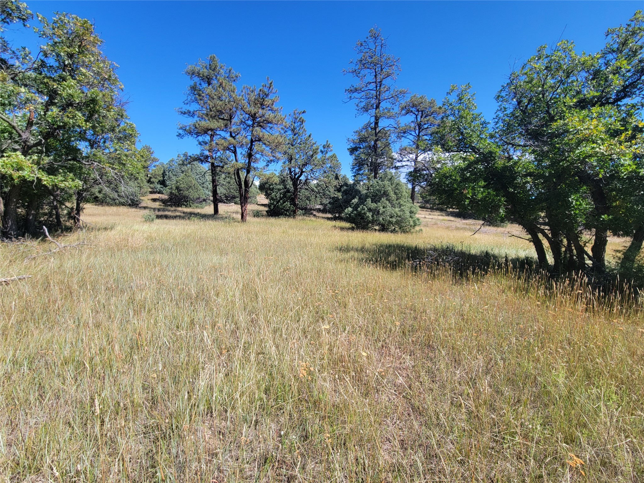 Lot 64 Rim #1, Los Ojos, New Mexico image 6