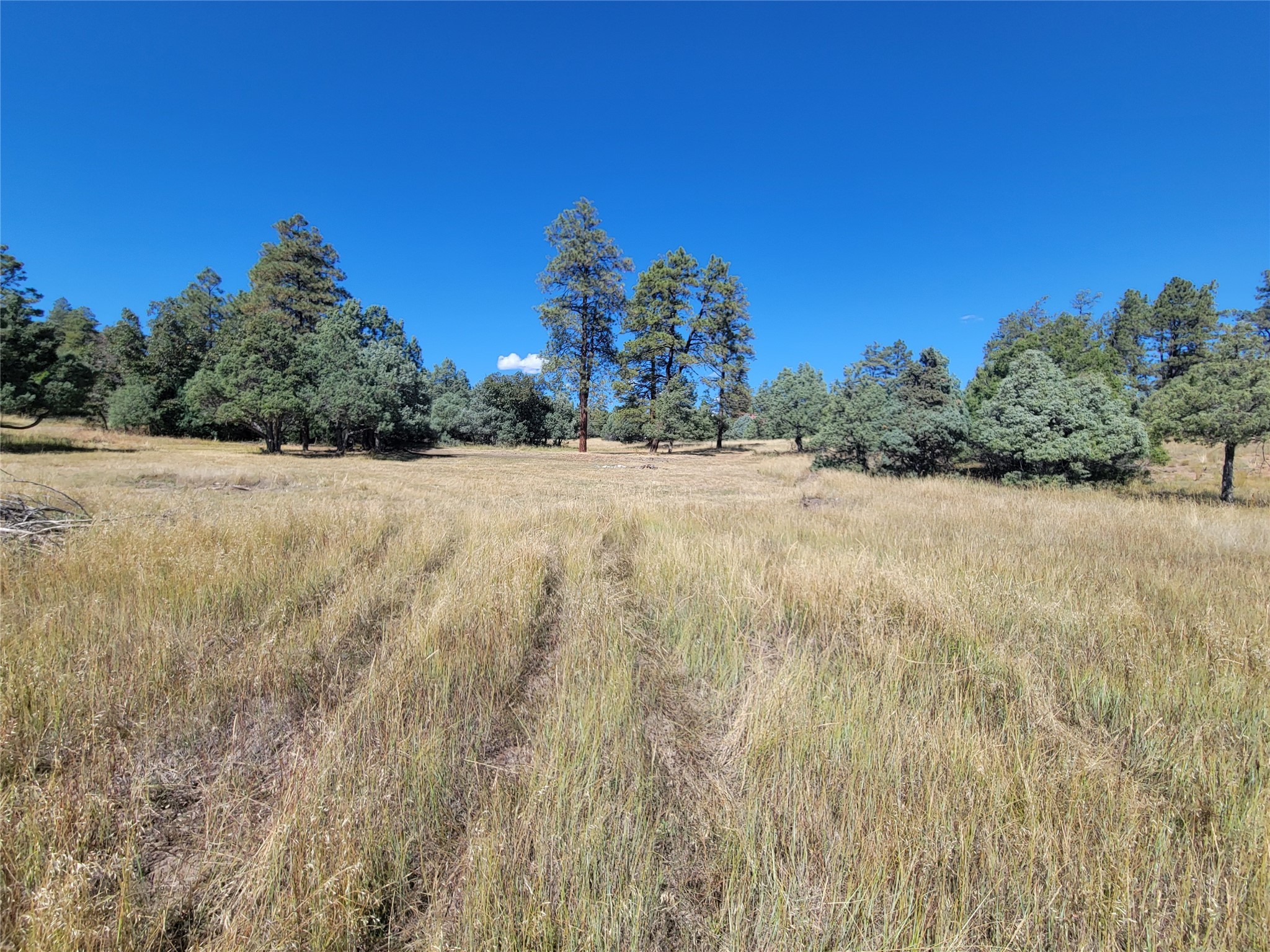 Lot 64 Rim #1, Los Ojos, New Mexico image 11