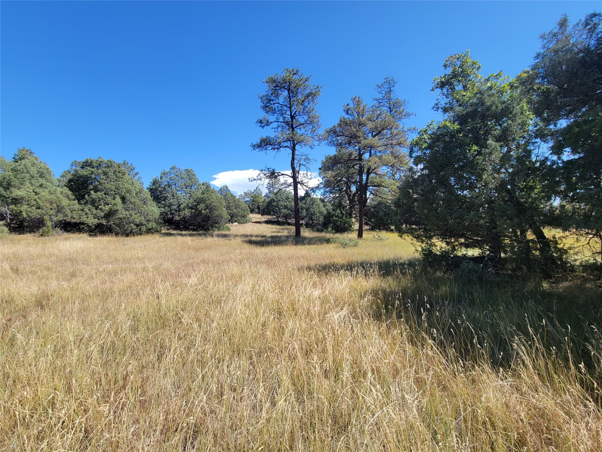 Lot 64 Rim #1, Los Ojos, New Mexico image 10