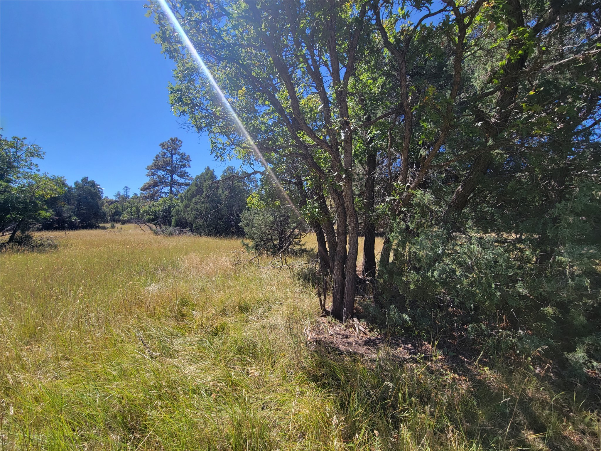 Lot 64 Rim #1, Los Ojos, New Mexico image 18