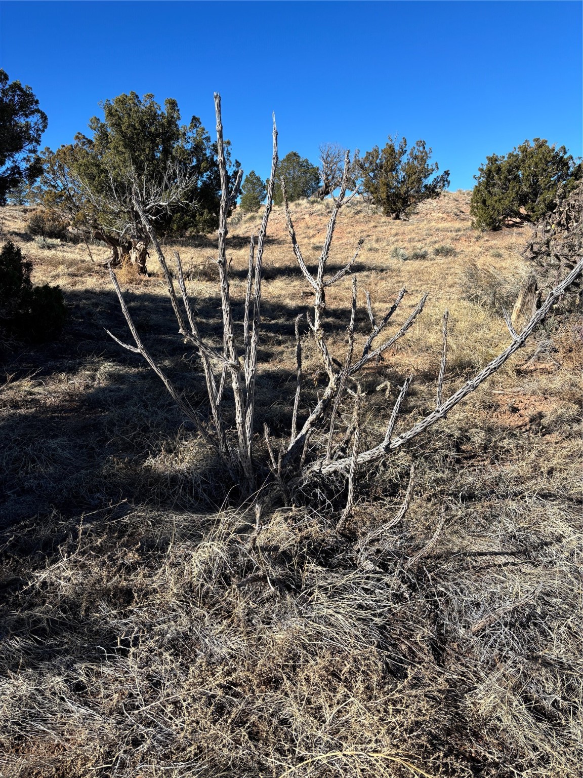 Lot 14 Tbd, Youngsville, New Mexico image 4