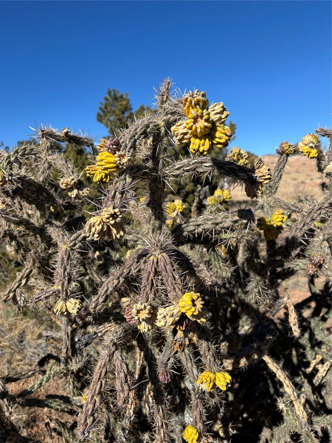 Lot 14 Tbd, Youngsville, New Mexico image 5