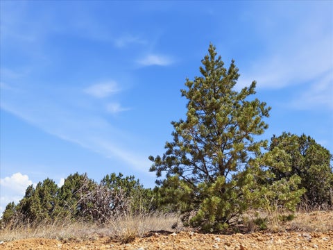 Tiny photo for 23 Black Canyon Road, Santa Fe, NM 87508 (MLS # 202602354)