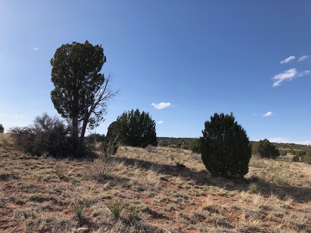 160 Acres Nm 104, Trementina, New Mexico image 47