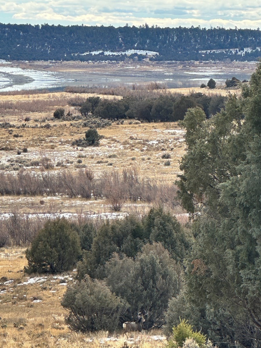 TBD Buena Vista Drive, Tierra Amarilla, New Mexico image 10