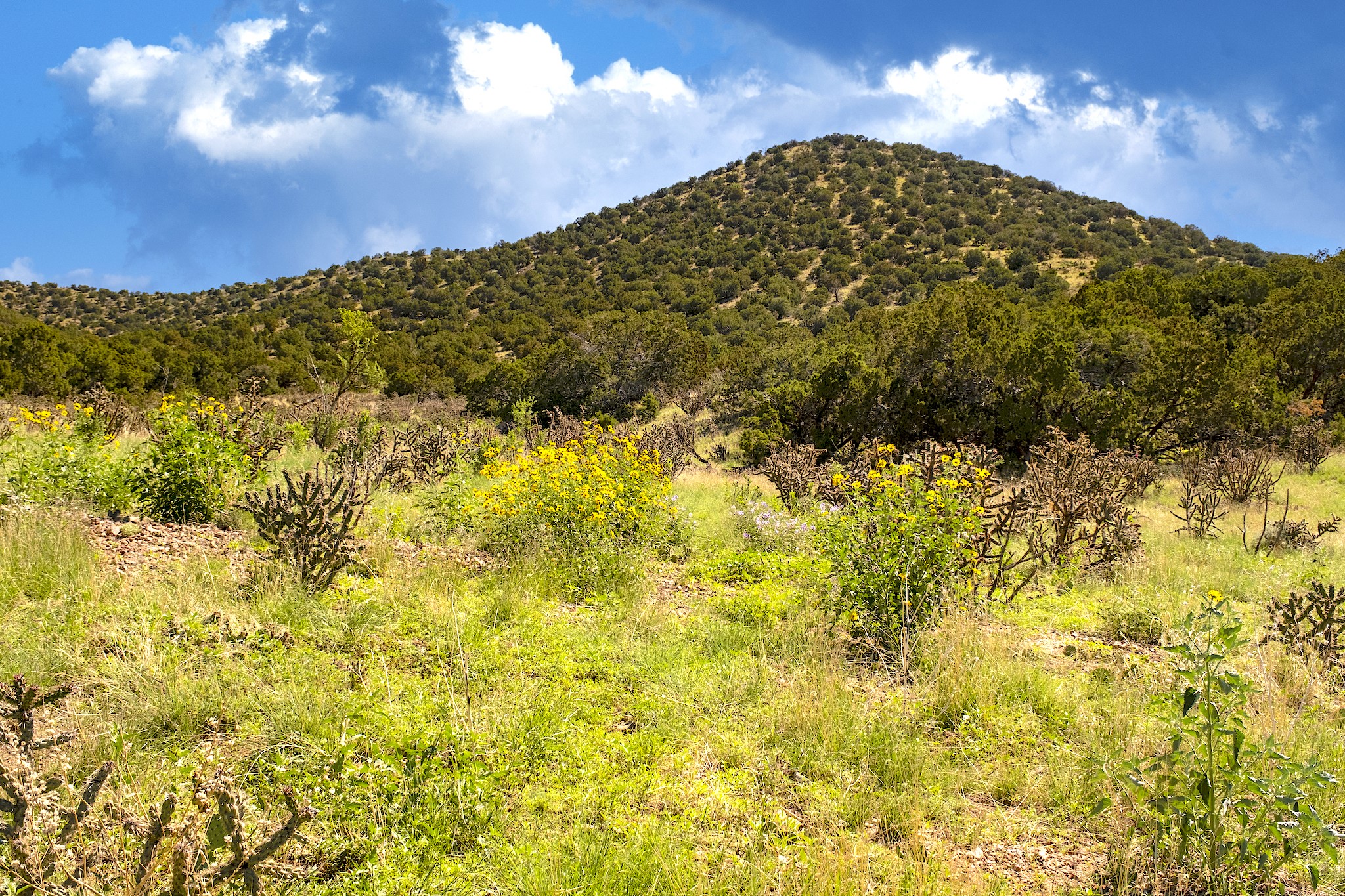 116 Apache Plume Drive Dr, Santa Fe, New Mexico image 25